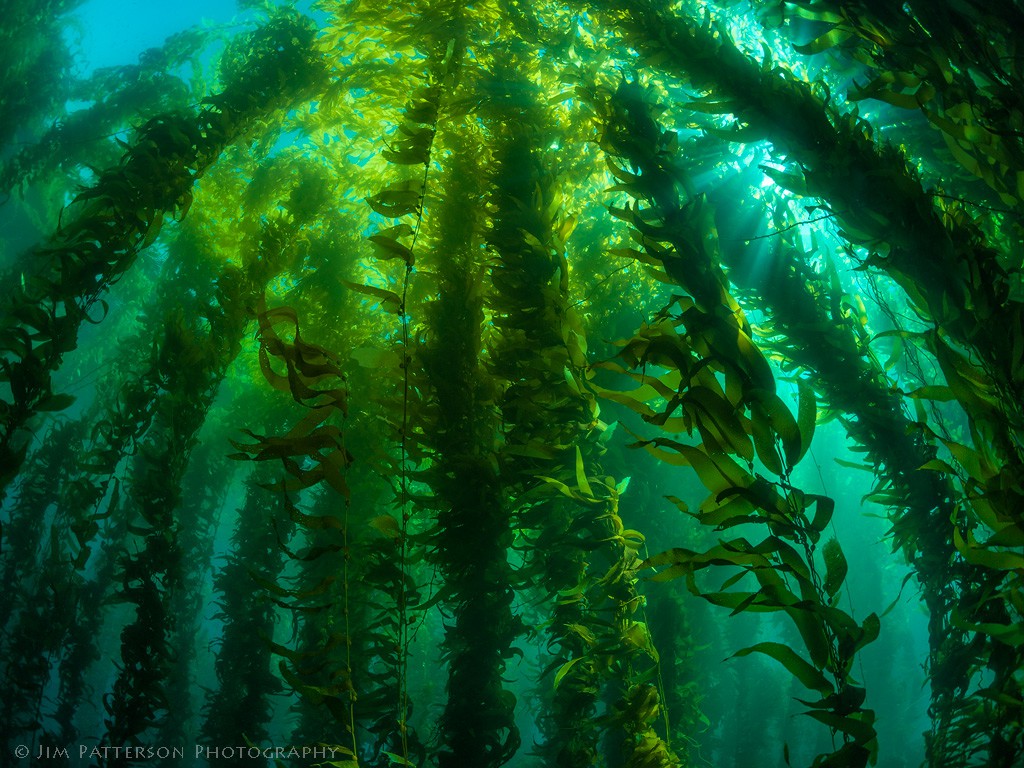 Channel-Islands-Kelp-Forest-01