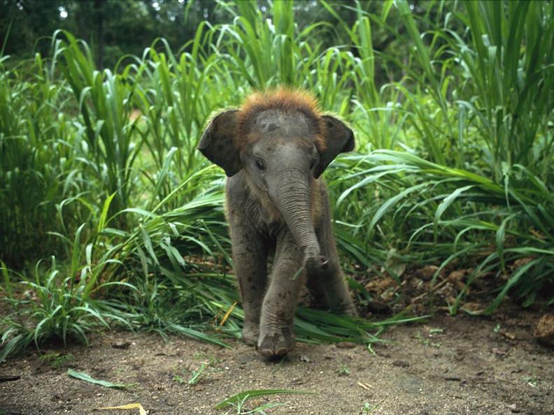 baby-asian-elephant